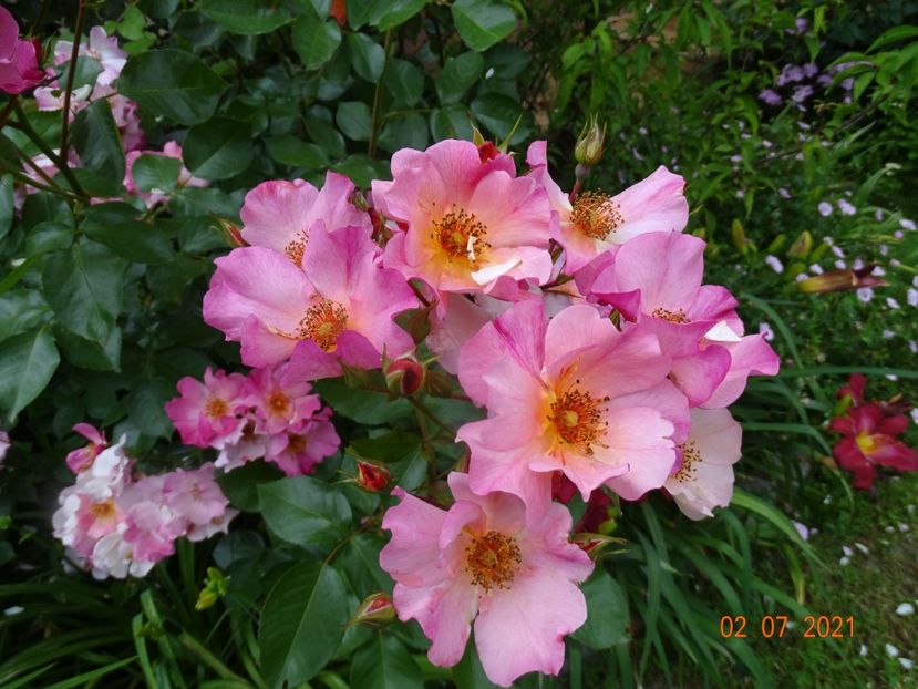  - Trandafiri 2021 -C