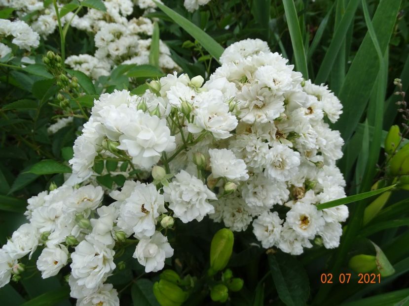  - Trandafiri 2021 -C