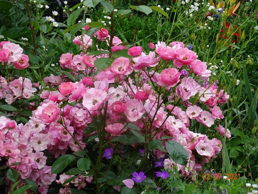  - Trandafiri 2021 -C