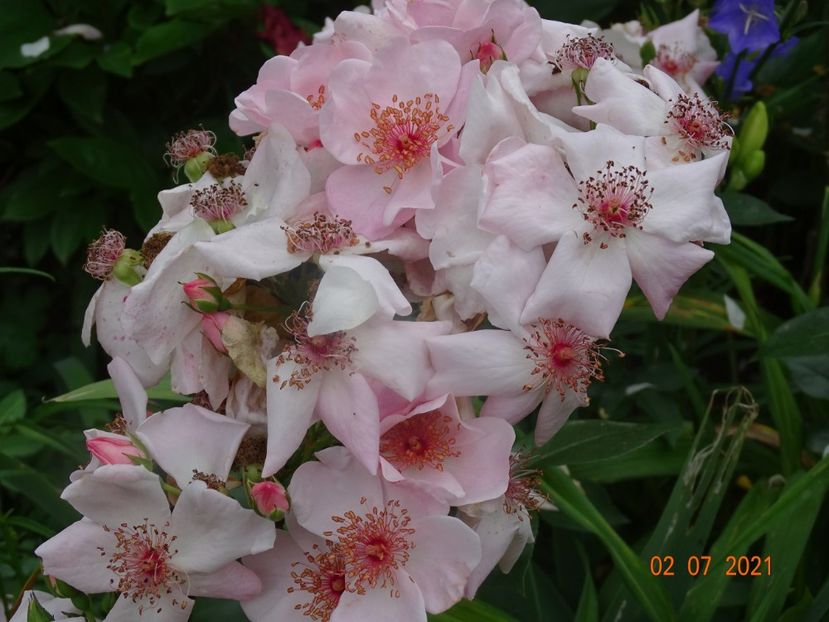  - Trandafiri 2021 -C