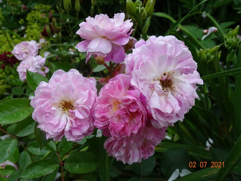  - Trandafiri 2021 -C