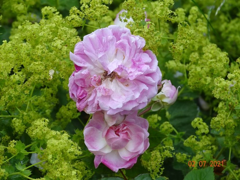  - Trandafiri 2021 -C