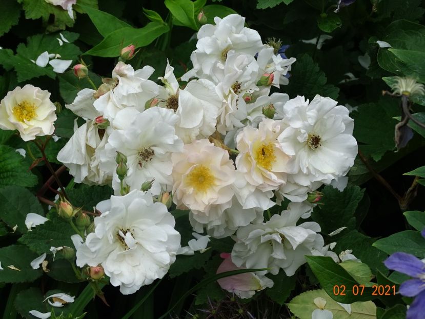  - Trandafiri 2021 -C