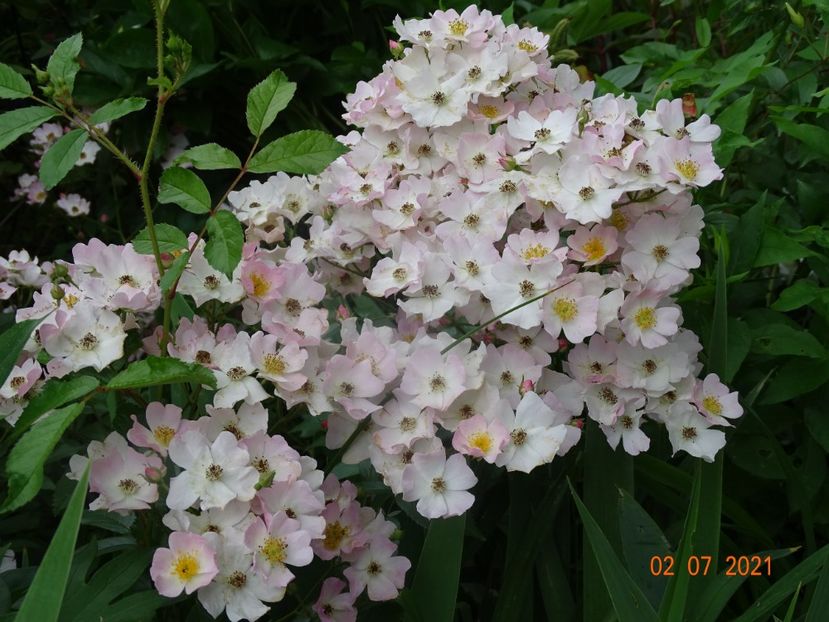  - Trandafiri 2021 -C