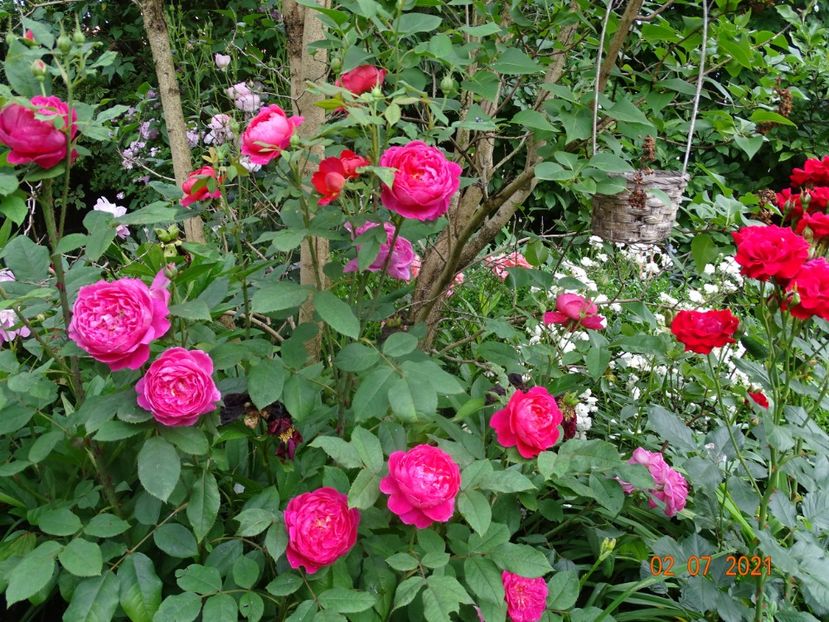  - Trandafiri 2021 -C