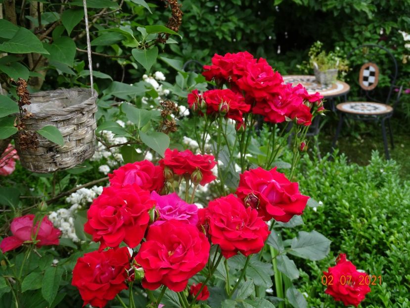  - Trandafiri 2021 -C
