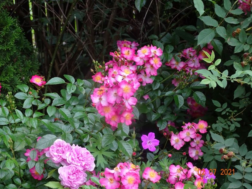  - Trandafiri 2021 -C