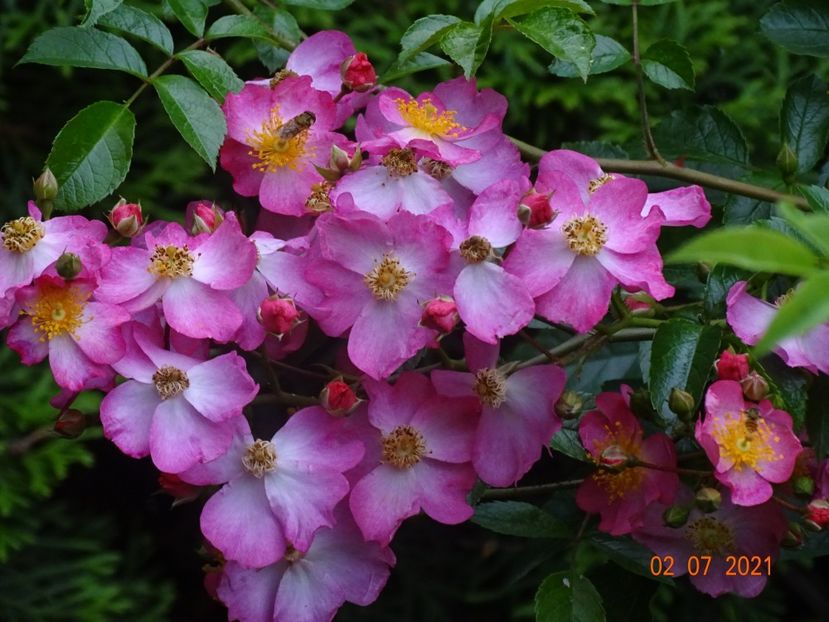  - Trandafiri 2021 -C