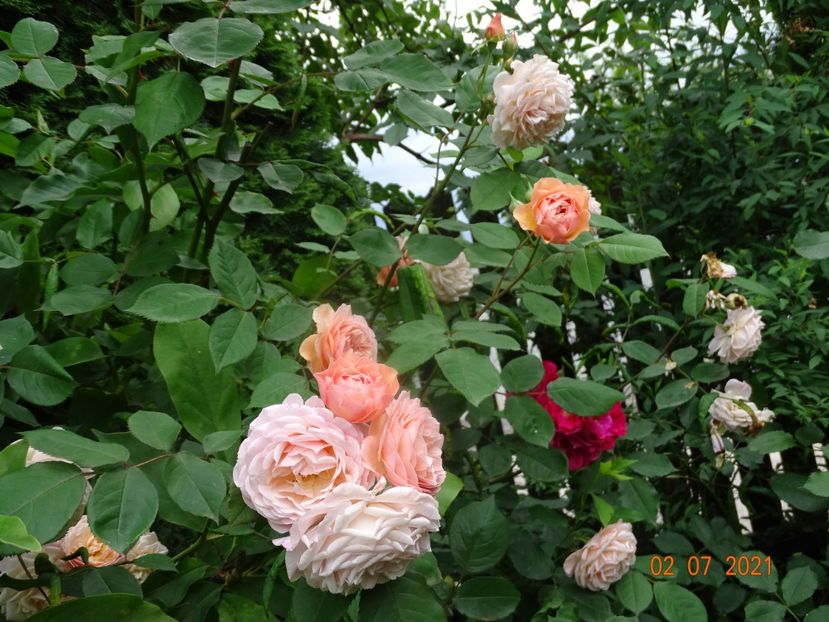  - Trandafiri 2021 -C