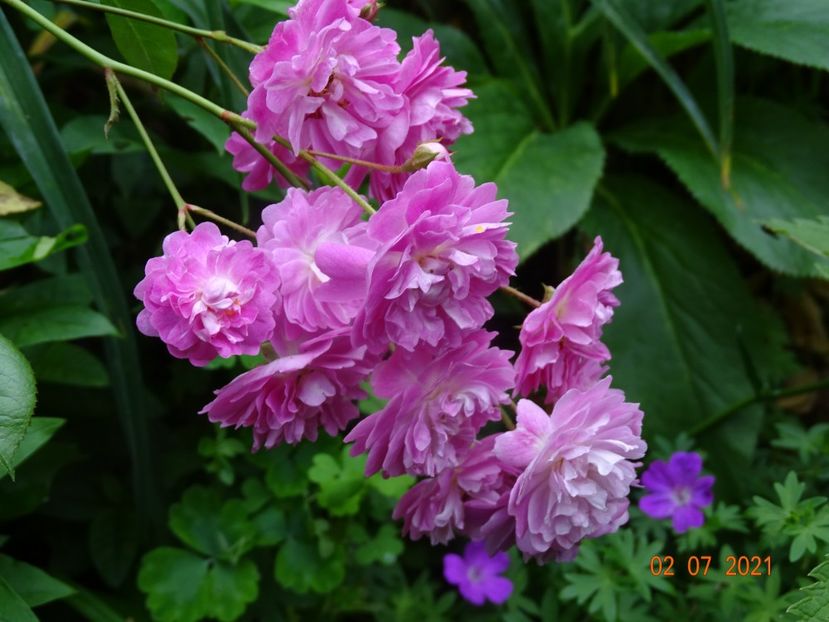  - Trandafiri 2021 -C