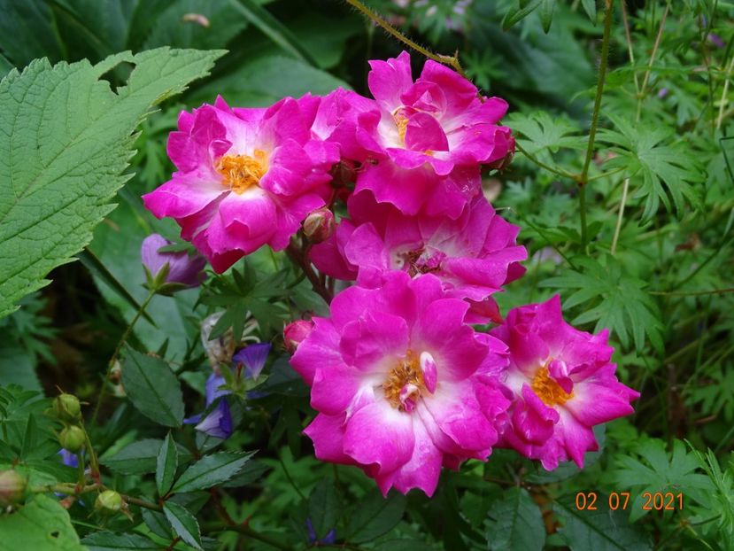  - Trandafiri 2021 -C