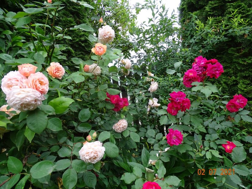  - Trandafiri 2021 -C