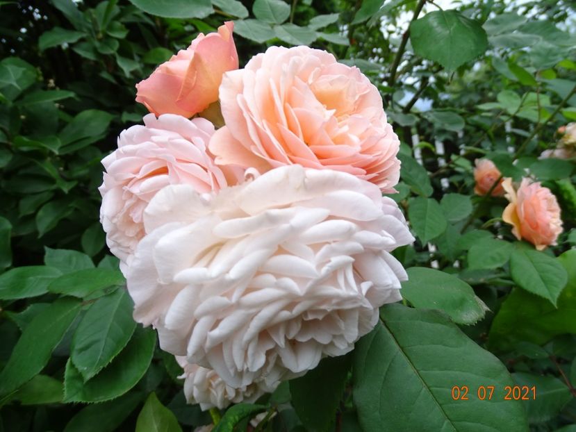  - Trandafiri 2021 -C