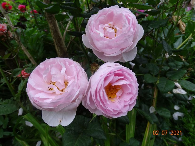  - Trandafiri 2021 -C