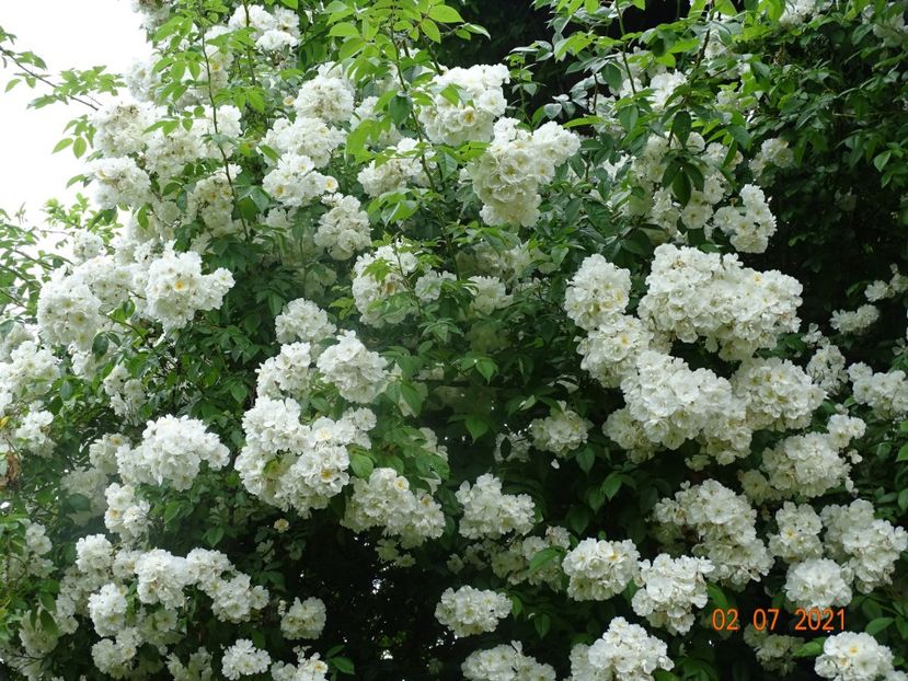  - Trandafiri 2021 -C