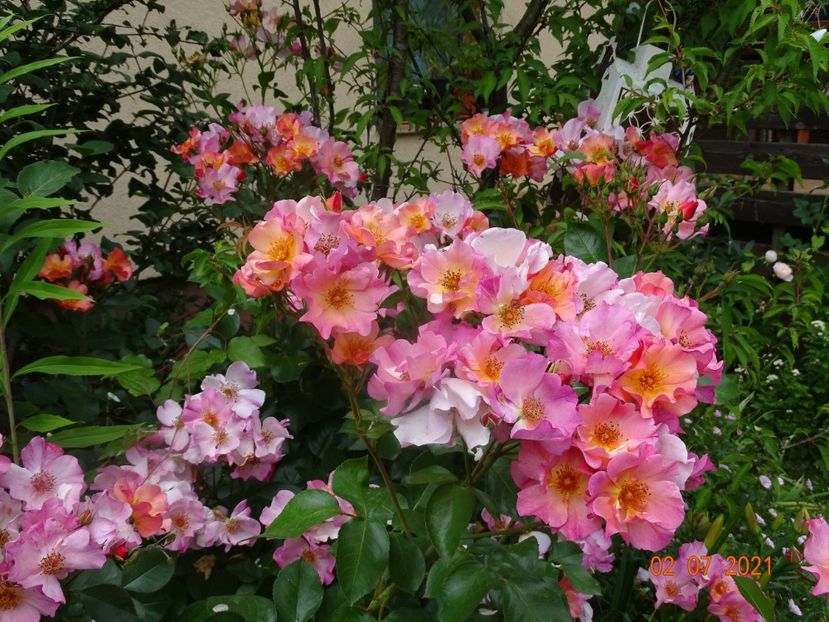  - Trandafiri 2021 -C