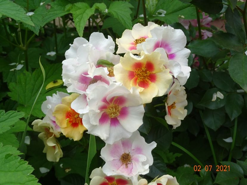  - Trandafiri 2021 -C