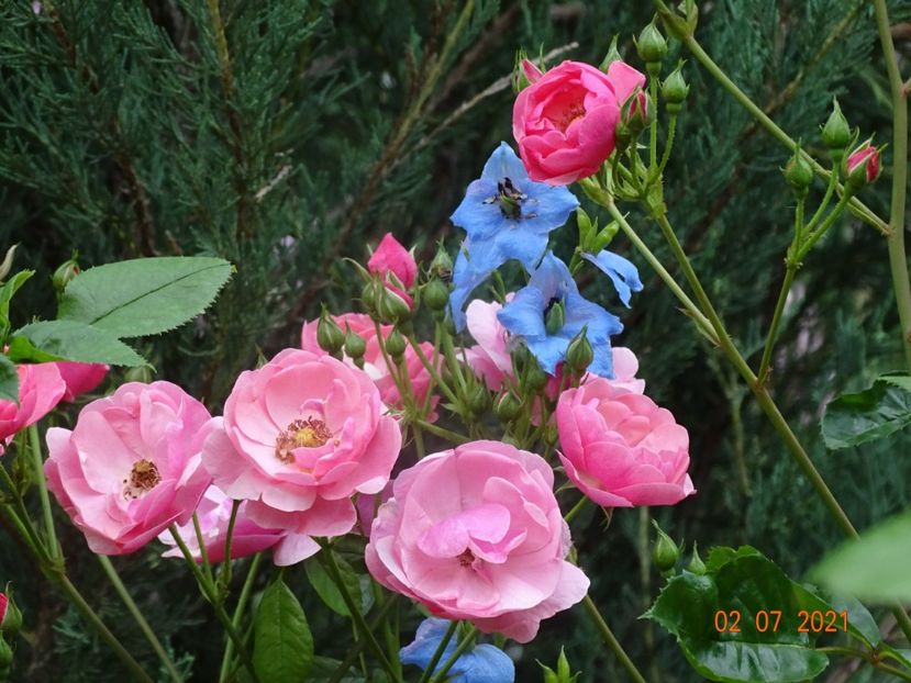  - Trandafiri 2021 -C