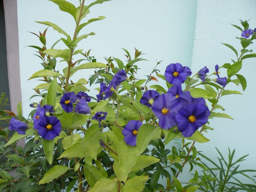 solanum rantonetti - 2021