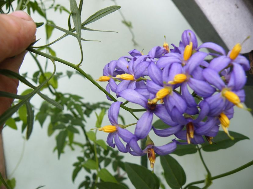 solanum laciniatum - 2021