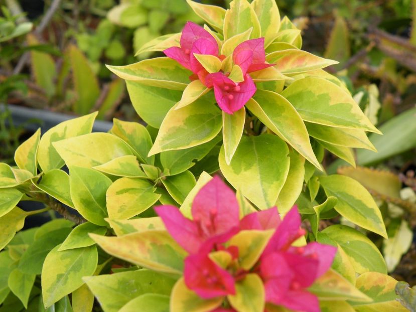 boungainvillea pixie queen - 2021