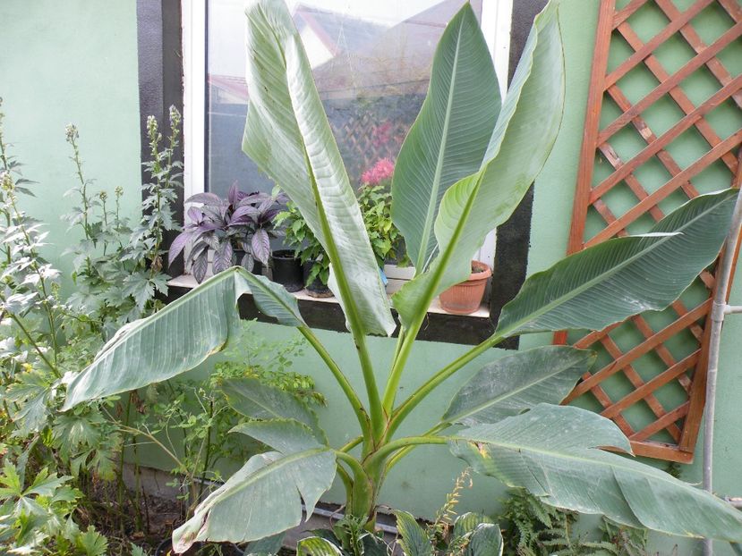 mussela lasiocarpa - 2021