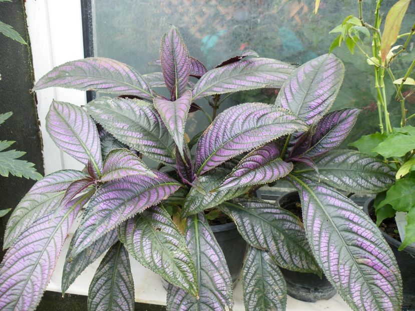 strobilanthes - 2021