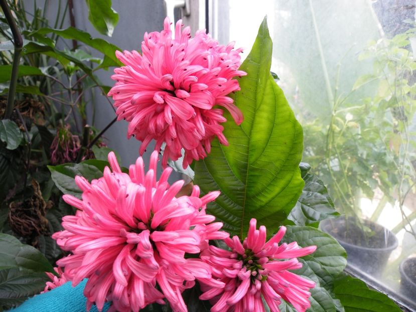 jacobinia sau justicia rosea - 2021