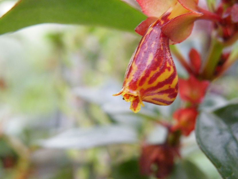 nematanthus tropicana - 2021