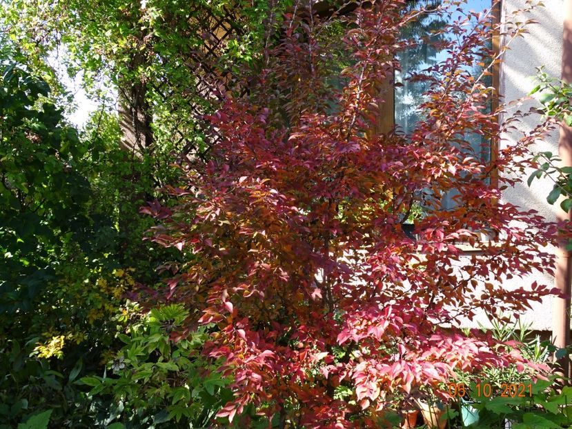  - Copacei si arbusti 2021