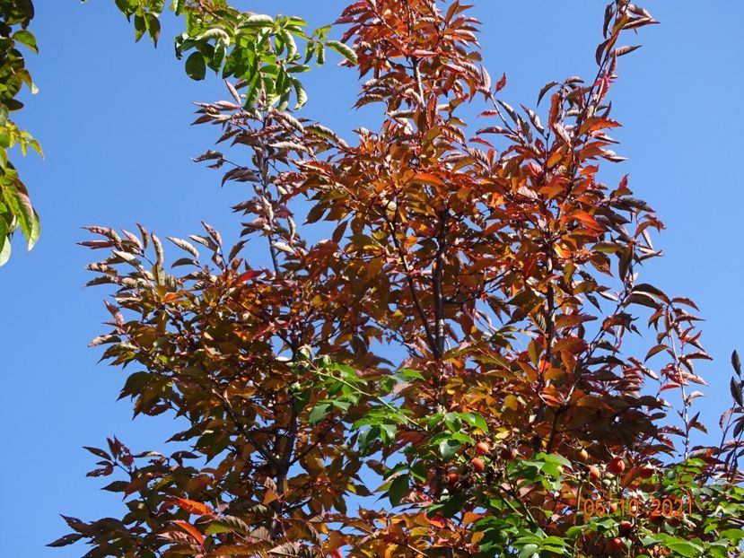  - Copacei si arbusti 2021