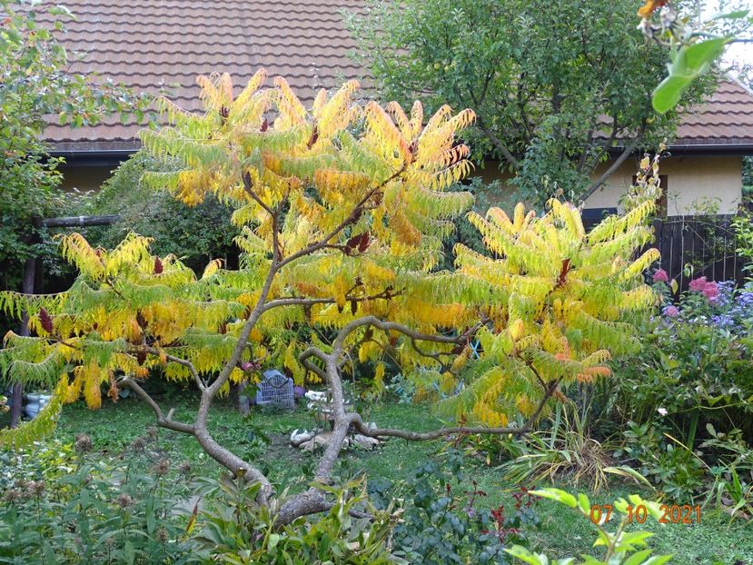  - Copacei si arbusti 2021