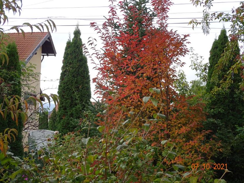  - Copacei si arbusti 2021