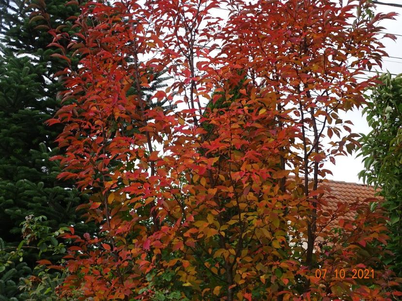  - Copacei si arbusti 2021