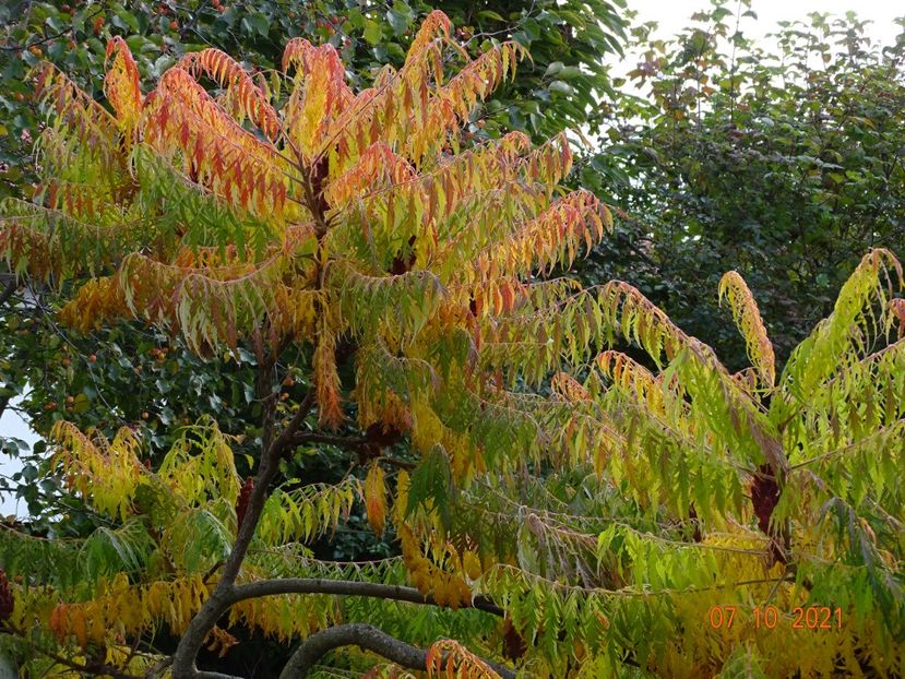  - Copacei si arbusti 2021