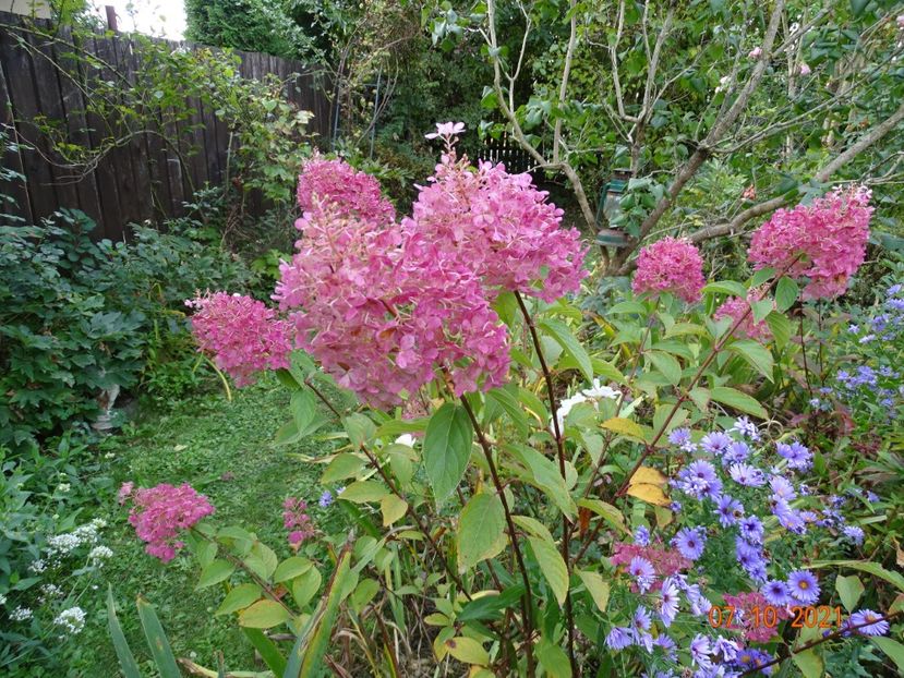  - Copacei si arbusti 2021