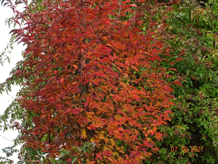  - Copacei si arbusti 2021