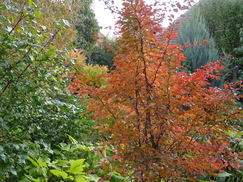  - Copacei si arbusti 2021