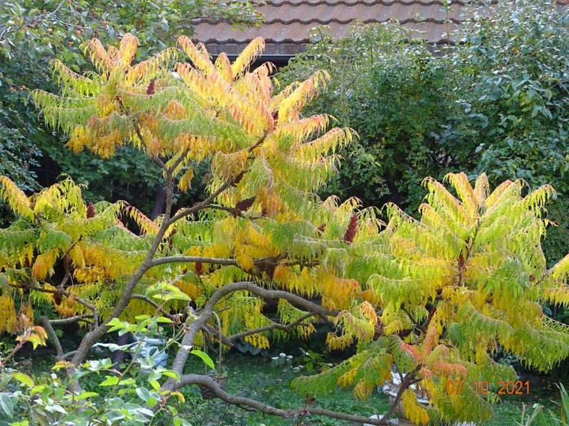  - Copacei si arbusti 2021