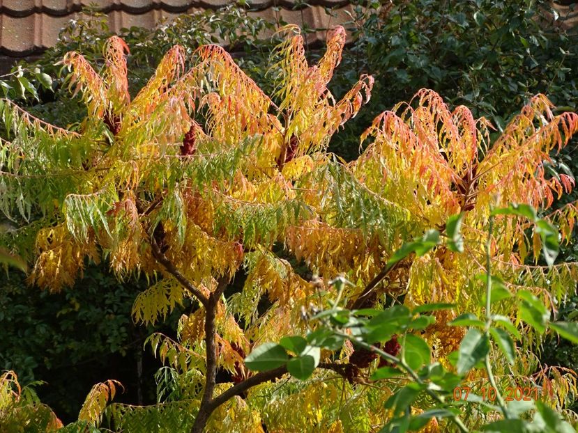  - Copacei si arbusti 2021