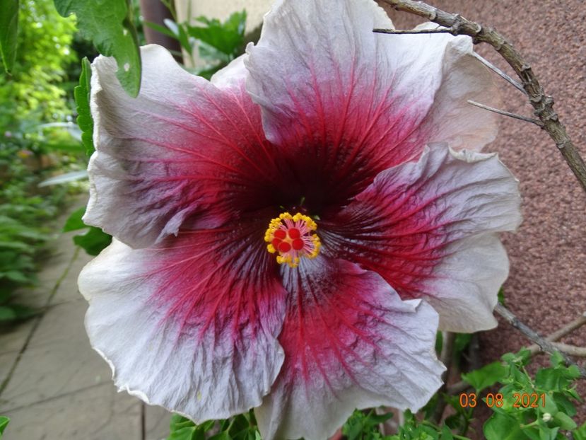  - Hibiscusi