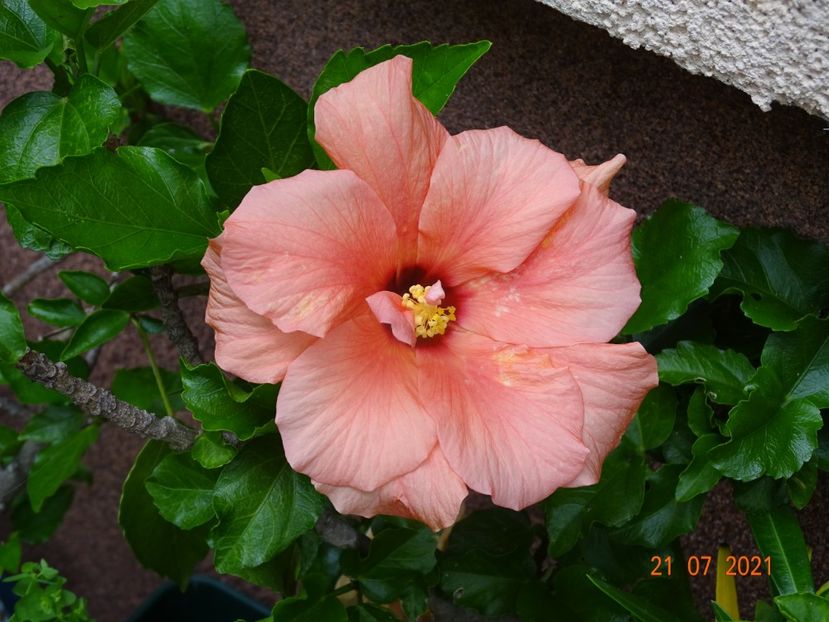  - Hibiscusi
