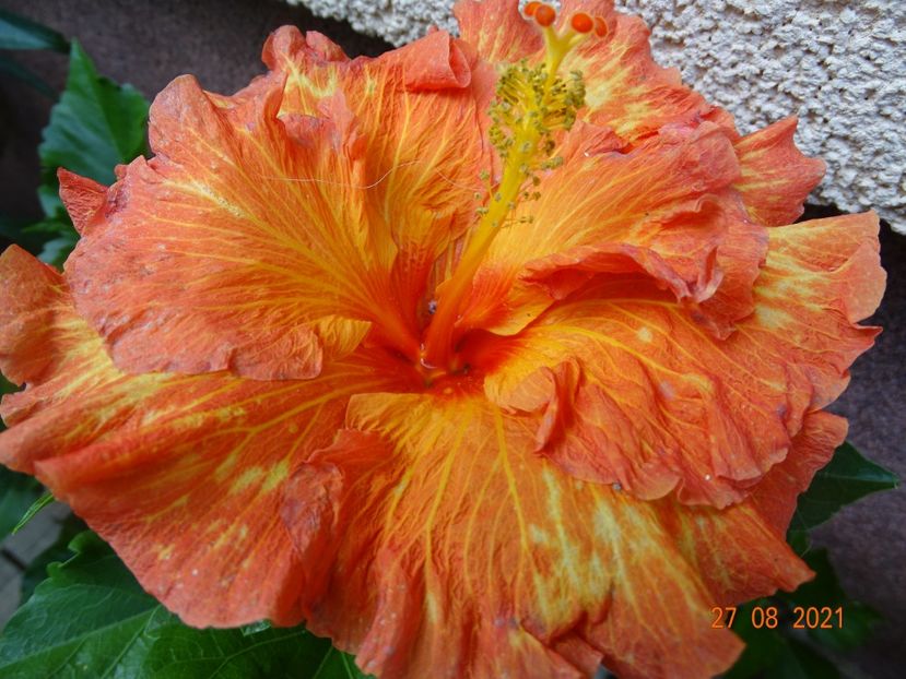  - Hibiscusi