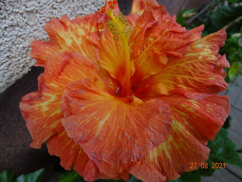  - Hibiscusi