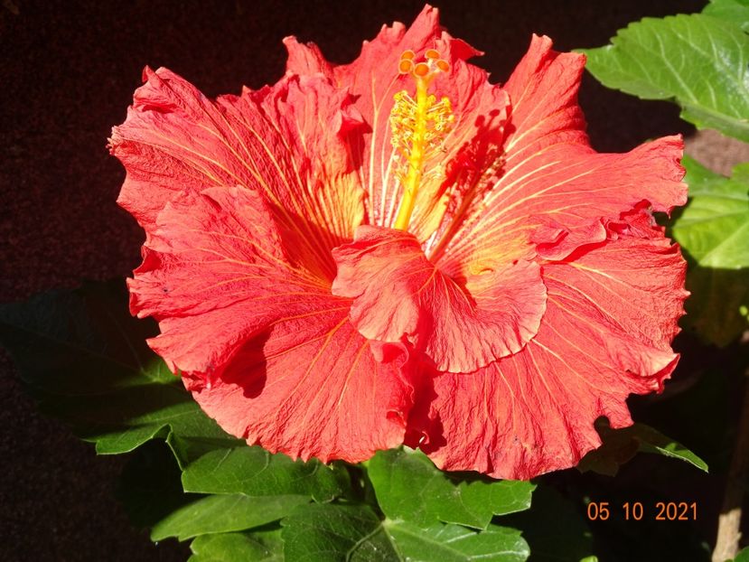  - Hibiscusi