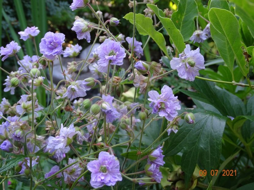  - Geranium 2021