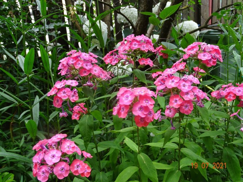  - Phlox 2021