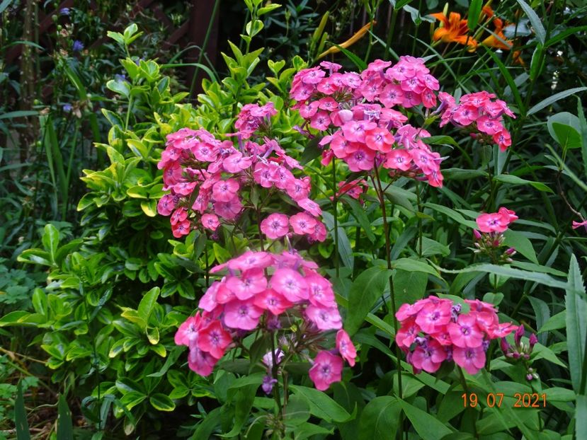  - Phlox 2021