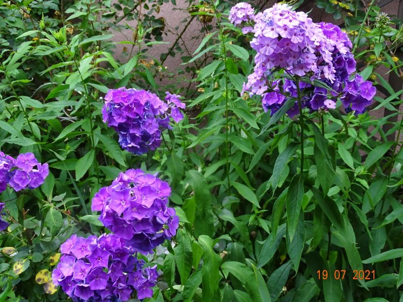  - Phlox 2021