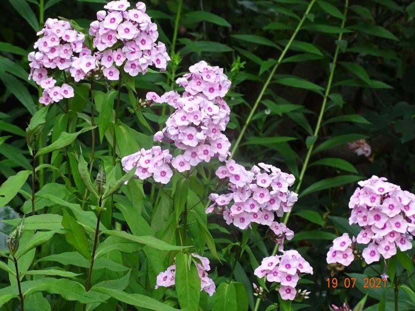  - Phlox 2021